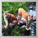 Search for lynx posters Big