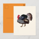 Recherche de dindes cartes postales Animal