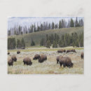 Search for yellowstone bison postcards Usa