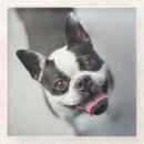 Recherche de bouledogue français bar Bouledogues