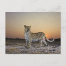 Search for full length postcards Wildlife