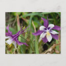Recherche de columbine cartes postales Photographie