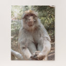 Recherche de singe puzzles Animal
