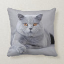 Search for british shorthair pillows Cat