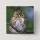 Search for perched buttons Branch