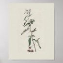 Search for poisonous plants posters Botany
