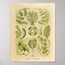 Search for algae art Ocean