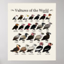 Search for cute turkey posters Bird