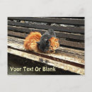 Search for felis postcards Kitten