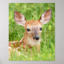 Recherche de faons posters Faune