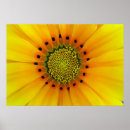 Search for single yellow posters Close up