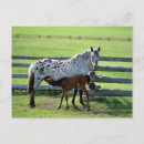 Recherche de appaloosas cartes postales Colt