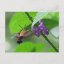 Search for clearwing Flowers