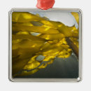 Search for san juan island ornaments Puget sound