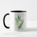 Recherche de variété tasses Fleur