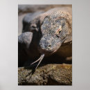 Recherche de moniteur posters Dragon komodo