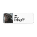 Search for chocolate lab return address labels Dog