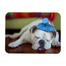Recherche de caresse magnets Chien