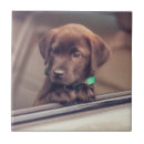 Search for labrador tiles Pet