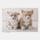 Recherche de corgi cuisine linges Chiot