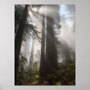 Search for judith posters Forest