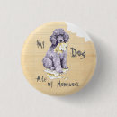 Recherche de de caniche standard badges Chiot