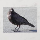 Search for corvid postcards Wildlife