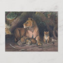 Search for lion illustration postcards Animals