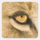 Search for kruger national park stickers Outdoors