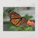 Search for lantana postcards Butterflies