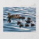 Recherche de canetons cartes postales Canard