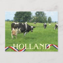 Recherche de cow cartes postales Animal