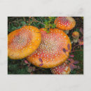 Search for fly agaric postcards Nature