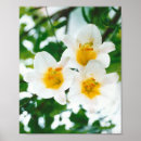 Search for white lily posters Plant