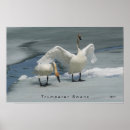 Search for swan posters Winter