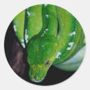 Search for snake scales stickers Animal