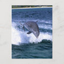 Search for jumping dolphin postcards Animal