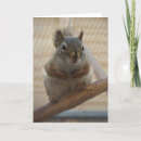 Search for cute squirrels cards Nature