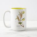 Search for warblers mugs Audubon