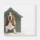 Search for one shot magnets Dog