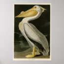 Recherche de pélican blanc posters Audubon