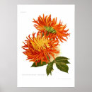 Recherche de dahlia posters Peinture