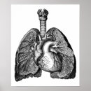 Recherche de anatomie poumon art Biologie