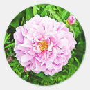 Recherche de peonie stickers Nature