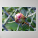 Recherche de fourmis posters Feuille