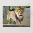 Recherche de chat sauvage cartes postales Lion
