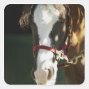 Search for horse image stickers Vertical