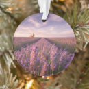 Search for the southern ornaments Photography