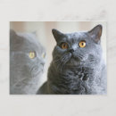 Search for plushie postcards Cat