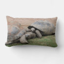 Search for tortoise pillows Cute